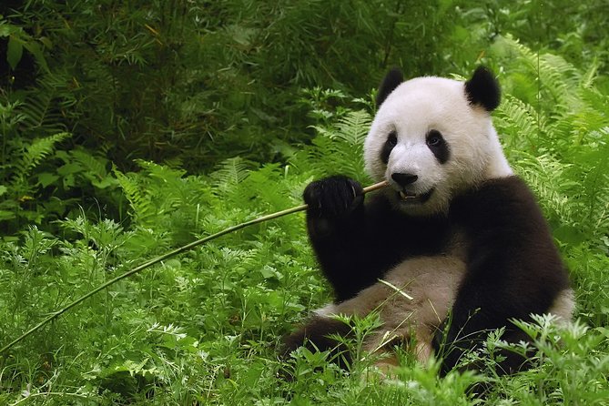 All-inclusive Private Day Trip: Hutongs, Lama Temple & Panda House with Lunch - Olympic Park photo time: Bird’s Nest and Water Cube without the extra ticket hassle