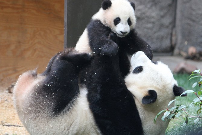 All-inclusive Private Day Trip: Hutongs, Lama Temple & Panda House with Lunch - Hutong tour by rickshaw: seeing everyday Beijing, not just famous landmarks
