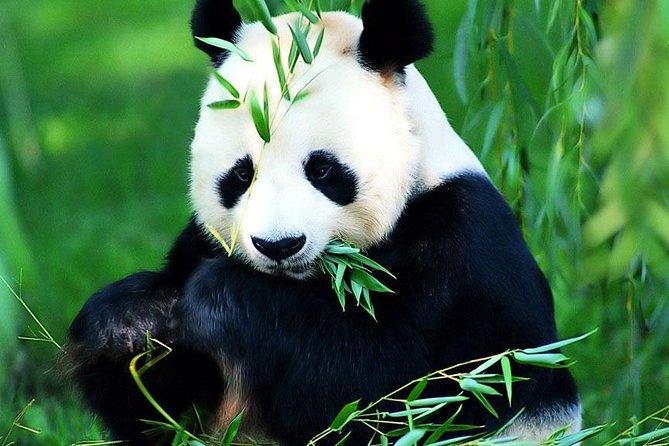 Beijing Historical Tour II including Summer Palace, Lama Temple & Panda Garden - Where the day fits: pace, pickup, and how not to lose time