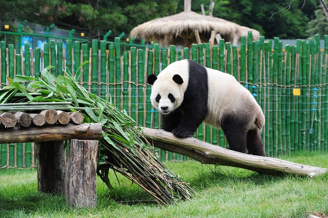 Beijing Historical Tour II including Summer Palace, Lama Temple & Panda Garden - Lama Temple (Yonghegong): Tibetan Buddhism in the heart of Beijing