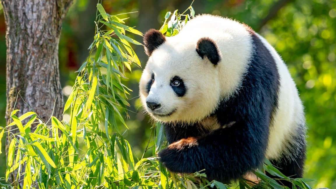 Beijing: Panda House Ticket (Zoo) new activities for 2026 - Price and Logistics: Why $7 Can Feel Like a Real Bargain