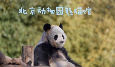 Beijing: Panda House Ticket (Zoo) new activities for 2026 - Before You Go: What Happens After Booking (WhatsApp to QR)