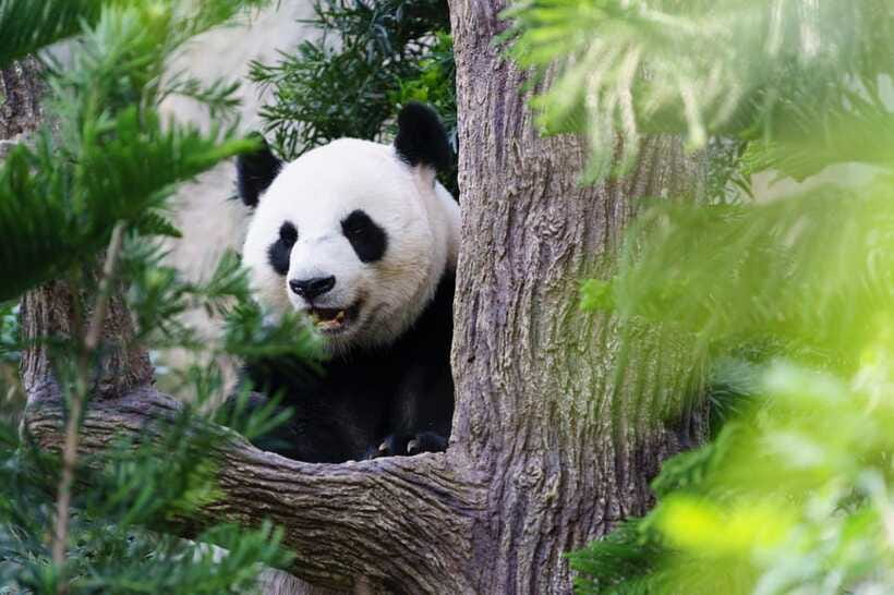 Beijing: Panda House Ticket (Zoo) new activities for 2026 - Golden Snub-Nosed Monkeys and the Rest of the Animal Exhibits