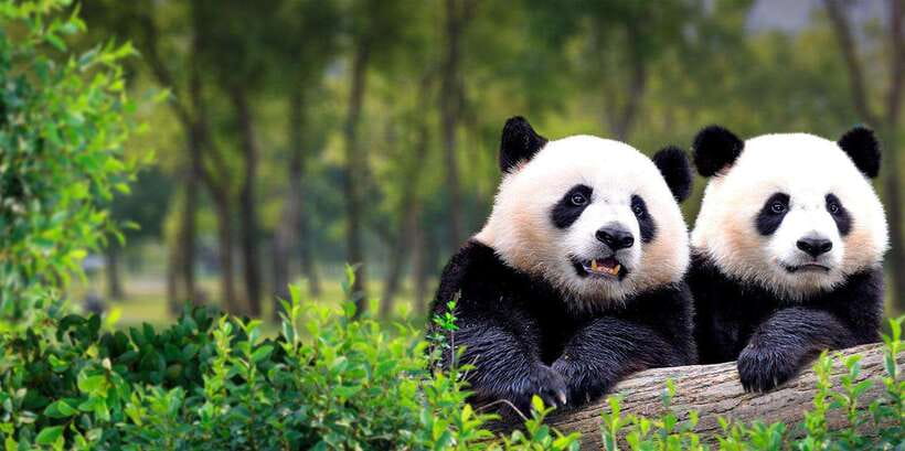 Beijing: Panda House w/Great Wall or City Sites Private Tour - Panda Garden at Beijing Zoo: why the early slot matters