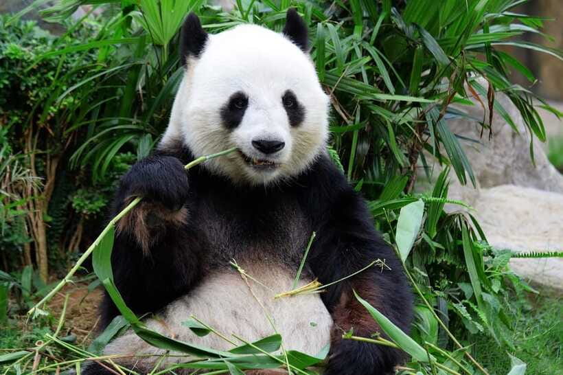 Beijing Private Tour: Summer Palace, Panda House and Options - Metro vs Private Car Transfers: Save Time or Save Energy