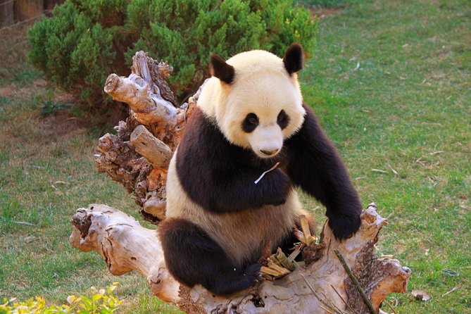 Beijing Private Tour to Temple of Heaven, Panda House and Summer Palace - The private guide effect: how the day stays manageable