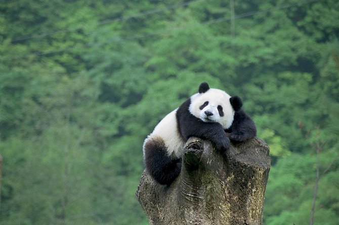 Beijing Private Tour:Mutianyu/Badaling Great Wall and Panda House - Picking Mutianyu or Badaling: your comfort choice