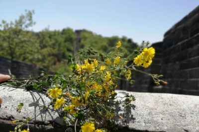 Beijing Private Transfer: Badaling Great Wall with VIP Past Pass - Door-to-door transfer from your Beijing hotel (and what to expect in the car)