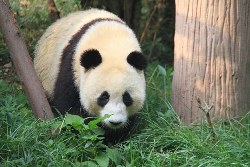 Beijing: The Beijing Zoo Entry Ticket with Pandas - Beijing Zoo Panda House: Why This Ticket Feels Practical