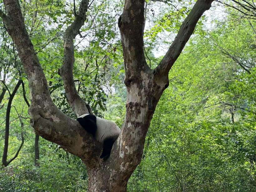 Beijing: The Beijing Zoo Entry Ticket with Pandas - Crowds, Rules, and Animal Welfare: What to Consider Before You Go